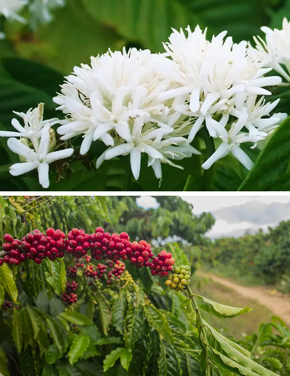 Hạt cà phê Robusta được sản sinh từ vùng đất Buôn Ma Thuột, Đắk Lắk, Việt Nam mang phẩm chất khác biệt, đặc biệt, ngon nhất thế giới.