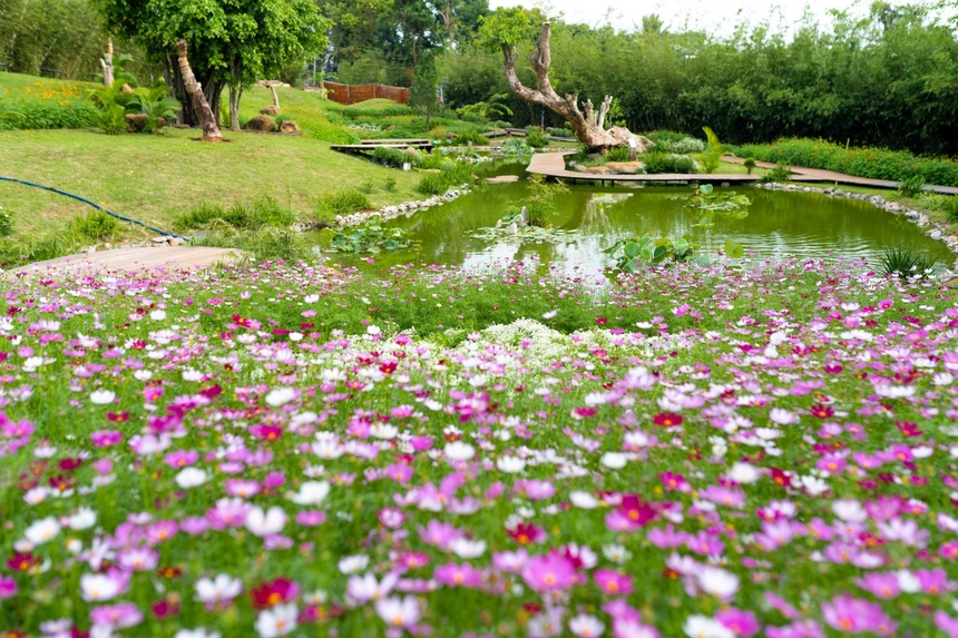 Một phần vườn Zen tại “Thành phố Cà phê” với hoa nở bốn mùa
